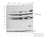 KDEL Antibody in Western Blot (WB)