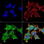 Alpha A Crystallin Monoclonal Antibody (1H3.B8)