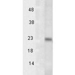 p23 Antibody in Western Blot (WB)
