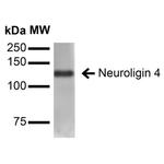 NLGN4X Antibody in Western Blot (WB)