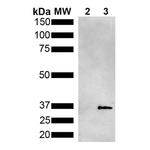 Metallothionein Antibody in Western Blot (WB)