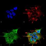 SYT10 Antibody in Immunocytochemistry (ICC/IF)