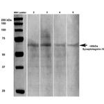 SYT10 Antibody in Western Blot (WB)