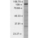 Slo3 Antibody in Western Blot (WB)