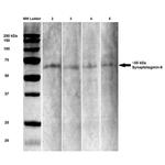 Synaptotagmin 6 Antibody in Western Blot (WB)