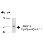SYT12 Antibody in Western Blot (WB)
