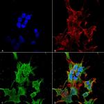 TRAK2 Antibody in Immunocytochemistry (ICC/IF)