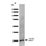 REEP1 Antibody in Western Blot (WB)