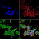 Spectrin beta-4 Monoclonal Antibody (N393/2)