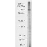 TRPC7 Antibody in Western Blot (WB)