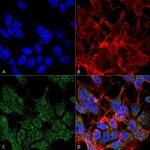 VGLUT2 Monoclonal Antibody (N29/29)