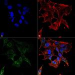 Protocadherin Gamma Monoclonal Antibody (N159/5)