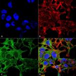 PCDHGA3 Antibody in Immunocytochemistry (ICC/IF)