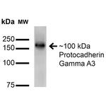 PCDHGA3 Antibody in Western Blot (WB)