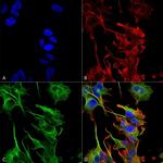 PCDHGB2 Antibody in Immunocytochemistry (ICC/IF)