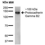 PCDHGB2 Antibody in Western Blot (WB)