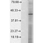 HIF1AN Antibody in Western Blot (WB)