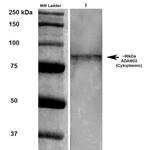 ADAM22 Antibody in Western Blot (WB)