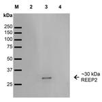 REEP2 Antibody in Western Blot (WB)