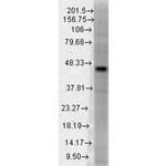 DNMT3L Antibody in Western Blot (WB)
