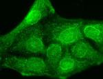 KCNMB3 Antibody in Immunocytochemistry (ICC/IF)