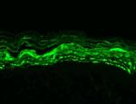 KCNMB3 Antibody in Immunohistochemistry (Paraffin) (IHC (P))