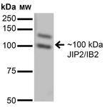 JIP2 Antibody in Western Blot (WB)