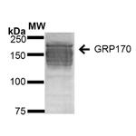 HYOU1 Antibody in Western Blot (WB)