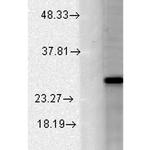 KCNMB2 Antibody in Western Blot (WB)