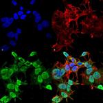 FIG4 Antibody in Immunocytochemistry (ICC/IF)