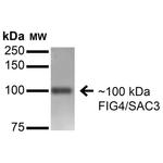 FIG4 Antibody in Western Blot (WB)