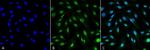 MDC1 Monoclonal Antibody (P2B11)