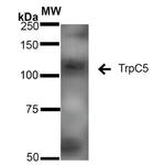 TRPC5 Antibody in Western Blot (WB)