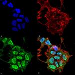 Synaptotagmin 9 Antibody in Immunocytochemistry (ICC/IF)