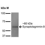 Synaptotagmin 9 Antibody in Western Blot (WB)