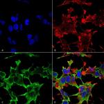 PTPRF Monoclonal Antibody (N165/38)