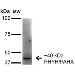 PHYH Antibody in Western Blot (WB)