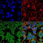 PCDHGC3 Antibody in Immunocytochemistry (ICC/IF)