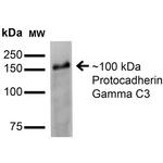 PCDHGC3 Antibody in Western Blot (WB)