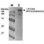 LRP4 Antibody in Western Blot (WB)