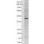 Kir2.2 (KCNJ12) Antibody in Western Blot (WB)