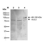 KV3.2 (KCNC2) Antibody in Western Blot (WB)