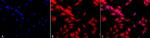 HSF1 Monoclonal Antibody (10H8)