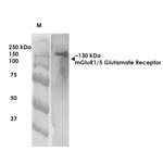 mGluR5 Antibody in Western Blot (WB)