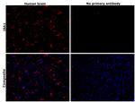 IBA1 Monoclonal Antibody (GT10312)