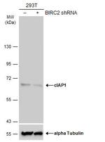 cIAP1 Antibody in Western Blot (WB)