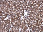 ATP6V1A Antibody in Immunohistochemistry (Paraffin) (IHC (P))