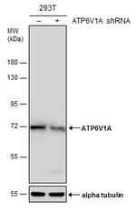 ATP6V1A Antibody in Western Blot (WB)