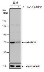 ATP6V1A Antibody in Western Blot (WB)
