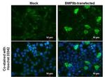 BMP-8B Monoclonal Antibody (GT1017)